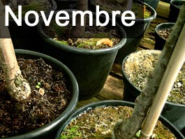 Travaux de jardinage en novembre