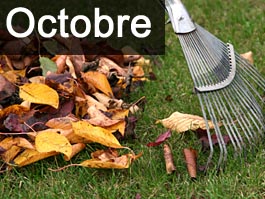 Travaux de jardinage en octobre