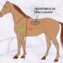 poids_cheval.jpg