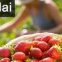 travaux-et-conseils-jardinage-en-mai.jpg